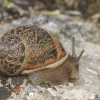 Garden Snail - Cornu aspersum | Fotografijos autorius : Gintautas Steiblys | © Macronature.eu | Macro photography web site