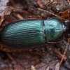 Gauražygis - Ophonus laticollis | Fotografijos autorius : Žilvinas Pūtys | © Macrogamta.lt | Šis tinklapis priklauso bendruomenei kuri domisi makro fotografija ir fotografuoja gyvąjį makro pasaulį.