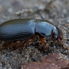 Gauražygis - Ophonus rufibarbis | Fotografijos autorius : Žilvinas Pūtys | © Macrogamta.lt | Šis tinklapis priklauso bendruomenei kuri domisi makro fotografija ir fotografuoja gyvąjį makro pasaulį.