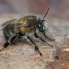 Gaurabitė - Anthophora plumipes ♂ | Fotografijos autorius : Gintautas Steiblys | © Macrogamta.lt | Šis tinklapis priklauso bendruomenei kuri domisi makro fotografija ir fotografuoja gyvąjį makro pasaulį.