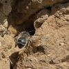 Gaurabitė - Anthophora plumipes  | Fotografijos autorius : Zita Gasiūnaitė | © Macrogamta.lt | Šis tinklapis priklauso bendruomenei kuri domisi makro fotografija ir fotografuoja gyvąjį makro pasaulį.