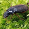 Gauruotasis vikriažygis - Harpalus rufipes | Fotografijos autorius : Gintautas Steiblys | © Macrogamta.lt | Šis tinklapis priklauso bendruomenei kuri domisi makro fotografija ir fotografuoja gyvąjį makro pasaulį.