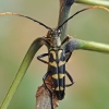 Gelsvaūsis grakštenis - Leptura annularis | Fotografijos autorius : Gintautas Steiblys | © Macrogamta.lt | Šis tinklapis priklauso bendruomenei kuri domisi makro fotografija ir fotografuoja gyvąjį makro pasaulį.