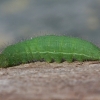 Gelsvamargis satyras - Lasiommata megera | Fotografijos autorius : Vytautas Gluoksnis | © Macrogamta.lt | Šis tinklapis priklauso bendruomenei kuri domisi makro fotografija ir fotografuoja gyvąjį makro pasaulį.