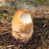 Gelsvarudė musmirė - Amanita fulva Fr. | Fotografijos autorius : Vytautas Gluoksnis | © Macrogamta.lt | Šis tinklapis priklauso bendruomenei kuri domisi makro fotografija ir fotografuoja gyvąjį makro pasaulį.