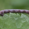 Gelsvasis ankstyvasis sprindžius - Agriopis cf. marginaria, vikšras | Fotografijos autorius : Žilvinas Pūtys | © Macrogamta.lt | Šis tinklapis priklauso bendruomenei kuri domisi makro fotografija ir fotografuoja gyvąjį makro pasaulį.