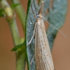 Gelsvoji agrifila - Agriphila straminella | Fotografijos autorius : Arūnas Eismantas | © Macrogamta.lt | Šis tinklapis priklauso bendruomenei kuri domisi makro fotografija ir fotografuoja gyvąjį makro pasaulį.