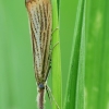 Gelsvoji agrifila - Agriphila straminella | Fotografijos autorius : Vidas Brazauskas | © Macrogamta.lt | Šis tinklapis priklauso bendruomenei kuri domisi makro fotografija ir fotografuoja gyvąjį makro pasaulį.