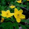 Geltonžiedė plukė - Anemonoides ranunculoides | Fotografijos autorius : Aleksandras Stabrauskas | © Macrogamta.lt | Šis tinklapis priklauso bendruomenei kuri domisi makro fotografija ir fotografuoja gyvąjį makro pasaulį.