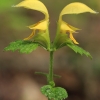 Geltonžiedis šalmutis - Lamium galeobdolon | Fotografijos autorius : Gintautas Steiblys | © Macrogamta.lt | Šis tinklapis priklauso bendruomenei kuri domisi makro fotografija ir fotografuoja gyvąjį makro pasaulį.