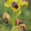 Geltonžiedis ofris - Ophrys lutea | Fotografijos autorius : Gintautas Steiblys | © Macrogamta.lt | Šis tinklapis priklauso bendruomenei kuri domisi makro fotografija ir fotografuoja gyvąjį makro pasaulį.