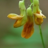 Geltonžiedis pelėžirnis - Lathyrus laevigatus | Fotografijos autorius : Nomeda Vėlavičienė | © Macrogamta.lt | Šis tinklapis priklauso bendruomenei kuri domisi makro fotografija ir fotografuoja gyvąjį makro pasaulį.