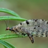 Geltongalvis tinkluotis - Osmylus fulvicephalus | Fotografijos autorius : Gintautas Steiblys | © Macrogamta.lt | Šis tinklapis priklauso bendruomenei kuri domisi makro fotografija ir fotografuoja gyvąjį makro pasaulį.