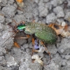 Geltonkojis žalsvažygis - Chlaeniellus nitidulus | Fotografijos autorius : Romas Ferenca | © Macrogamta.lt | Šis tinklapis priklauso bendruomenei kuri domisi makro fotografija ir fotografuoja gyvąjį makro pasaulį.