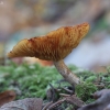 Geltonrudė karteklė - Gymnopilus penetrans var. hybridus | Fotografijos autorius : Vytautas Gluoksnis | © Macrogamta.lt | Šis tinklapis priklauso bendruomenei kuri domisi makro fotografija ir fotografuoja gyvąjį makro pasaulį.