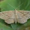 Geltonsparnis sprindžiukas - Idaea serpentata ♀ | Fotografijos autorius : Žilvinas Pūtys | © Macrogamta.lt | Šis tinklapis priklauso bendruomenei kuri domisi makro fotografija ir fotografuoja gyvąjį makro pasaulį.