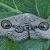 Geometer moth - Problepsis ocellata | Fotografijos autorius : Gintautas Steiblys | © Macronature.eu | Macro photography web site