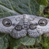 Geometer moth - Problepsis ocellata | Fotografijos autorius : Žilvinas Pūtys | © Macronature.eu | Macro photography web site