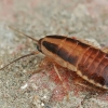 German cockroach - Blattella germanica, nymph | Fotografijos autorius : Gintautas Steiblys | © Macronature.eu | Macro photography web site