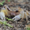 Ghost Crab - Ocypode sp. | Fotografijos autorius : Gintautas Steiblys | © Macronature.eu | Macro photography web site