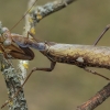 Giant African Mantis - Sphodromantis viridis | Fotografijos autorius : Gintautas Steiblys | © Macrogamta.lt | Šis tinklapis priklauso bendruomenei kuri domisi makro fotografija ir fotografuoja gyvąjį makro pasaulį.