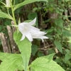 Giant bellflower | Campanula latifolia | Fotografijos autorius : Darius Baužys | © Macronature.eu | Macro photography web site