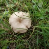 Gelsvoji gijabudė - Entoloma neglectum | Fotografijos autorius : Vitalij Drozdov | © Macrogamta.lt | Šis tinklapis priklauso bendruomenei kuri domisi makro fotografija ir fotografuoja gyvąjį makro pasaulį.