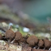 Salierinis smeigtukėlis - Phleogena faginea | Fotografijos autorius : Kazimieras Martinaitis | © Macrogamta.lt | Šis tinklapis priklauso bendruomenei kuri domisi makro fotografija ir fotografuoja gyvąjį makro pasaulį.