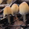 Glistening Inkcap - Coprinellus micaceus | Fotografijos autorius : Vytautas Gluoksnis | © Macronature.eu | Macro photography web site