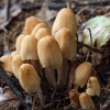 Glistening Inkcap - Coprinellus micaceus | Fotografijos autorius : Žilvinas Pūtys | © Macronature.eu | Macro photography web site