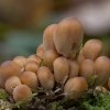 Glistening Inkcap - Coprinellus micaceus | Fotografijos autorius : Žilvinas Pūtys | © Macronature.eu | Macro photography web site