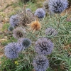 Bandrenis - Echinops bovei | Fotografijos autorius : Gintautas Steiblys | © Macronature.eu | Macro photography web site