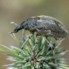 Globe Thistle Capitulum Weevil - Larinus onopordi | Fotografijos autorius : Gintautas Steiblys | © Macronature.eu | Macro photography web site