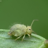 Globular springtail - Sminthuridae ? | Fotografijos autorius : Vidas Brazauskas | © Macronature.eu | Macro photography web site