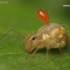 Globular springtail - Sminthuridae | Fotografijos autorius : Lukas Jonaitis | © Macronature.eu | Macro photography web site