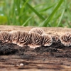 Eglinis tinklūnas - Gloeophyllum abietinum  | Fotografijos autorius : Vytautas Gluoksnis | © Macrogamta.lt | Šis tinklapis priklauso bendruomenei kuri domisi makro fotografija ir fotografuoja gyvąjį makro pasaulį.