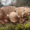 Gluosninė kreivabudė-Pleurotus ostreatus | Fotografijos autorius : Vytautas Gluoksnis | © Macrogamta.lt | Šis tinklapis priklauso bendruomenei kuri domisi makro fotografija ir fotografuoja gyvąjį makro pasaulį.