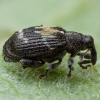 Gluosninis šokliastraublis - Tachyerges salicis | Fotografijos autorius : Žilvinas Pūtys | © Macrogamta.lt | Šis tinklapis priklauso bendruomenei kuri domisi makro fotografija ir fotografuoja gyvąjį makro pasaulį.