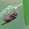 Gluosninis cimbeksas - Cimbex luteus | Fotografijos autorius : Zita Gasiūnaitė | © Macrogamta.lt | Šis tinklapis priklauso bendruomenei kuri domisi makro fotografija ir fotografuoja gyvąjį makro pasaulį.