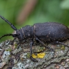 Gluosninis niūrūnas - Lamia textor | Fotografijos autorius : Žilvinas Pūtys | © Macrogamta.lt | Šis tinklapis priklauso bendruomenei kuri domisi makro fotografija ir fotografuoja gyvąjį makro pasaulį.