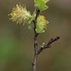 Gluosnis - Salix sp. | Fotografijos autorius : Gintautas Steiblys | © Macrogamta.lt | Šis tinklapis priklauso bendruomenei kuri domisi makro fotografija ir fotografuoja gyvąjį makro pasaulį.
