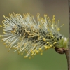 Goat willow - Salix caprea | Fotografijos autorius : Gintautas Steiblys | © Macronature.eu | Macro photography web site