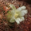 Pailgoji mamiliarija - Mammillaria elongata | Fotografijos autorius : Gintautas Steiblys | © Macronature.eu | Macro photography web site