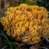 Golden coral fungus - Ramaria aurea | Fotografijos autorius : Dalia Račkauskaitė | © Macronature.eu | Macro photography web site