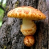 Golden scalycap - Pholiota aurivella | Fotografijos autorius : Aleksandras Stabrauskas | © Macronature.eu | Macro photography web site