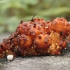 Auksaviršė skujagalvė - Pholiota aurivella | Fotografijos autorius : Vytautas Gluoksnis | © Macronature.eu | Macro photography web site