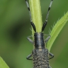 Golden-bloomed Grey Longhorn - Agapanthia villosoviridescens | Fotografijos autorius : Gintautas Steiblys | © Macronature.eu | Macro photography web site