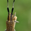 Golden-bloomed grey longhorn - Agapanthia villosoviridescens  | Fotografijos autorius : Gintautas Steiblys | © Macronature.eu | Macro photography web site