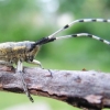 Golden-bloomed grey longhorn - Agapanthia villosoviridescens  | Fotografijos autorius : Rasa Gražulevičiūtė | © Macronature.eu | Macro photography web site