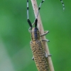 Golden-bloomed grey longhorn - Agapanthia villosoviridescens  | Fotografijos autorius : Gediminas Gražulevičius | © Macronature.eu | Macro photography web site